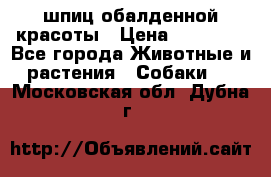 шпиц обалденной красоты › Цена ­ 22 000 - Все города Животные и растения » Собаки   . Московская обл.,Дубна г.